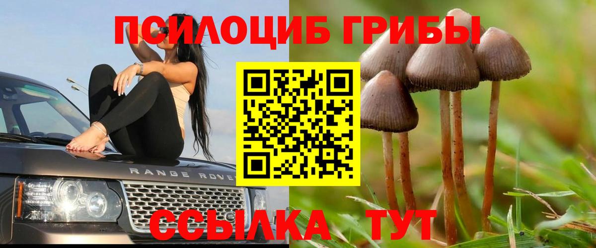 купить наркотик  Псилоцибиновые грибы Cubensis  Вход с VPN  Можга 